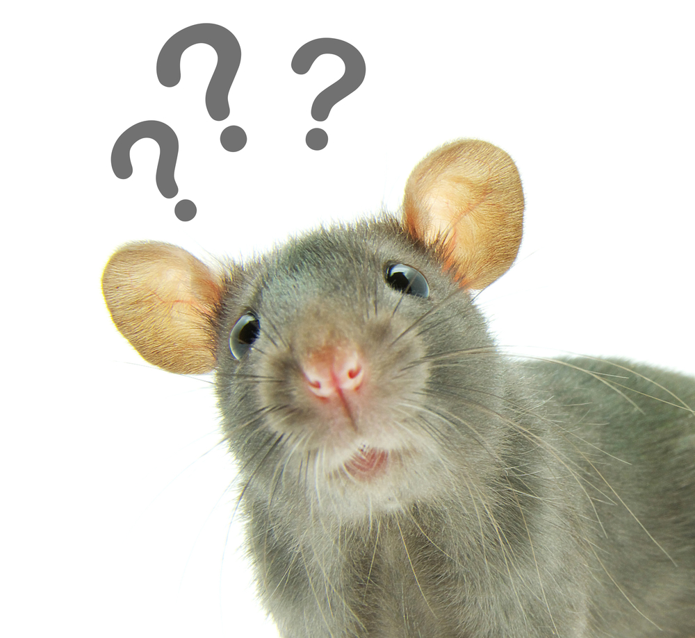 rats