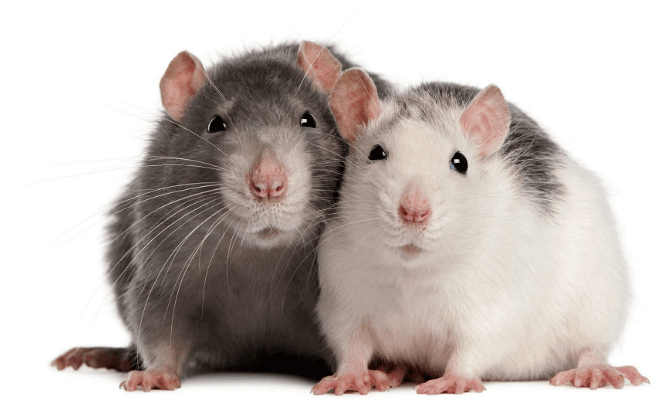 rats