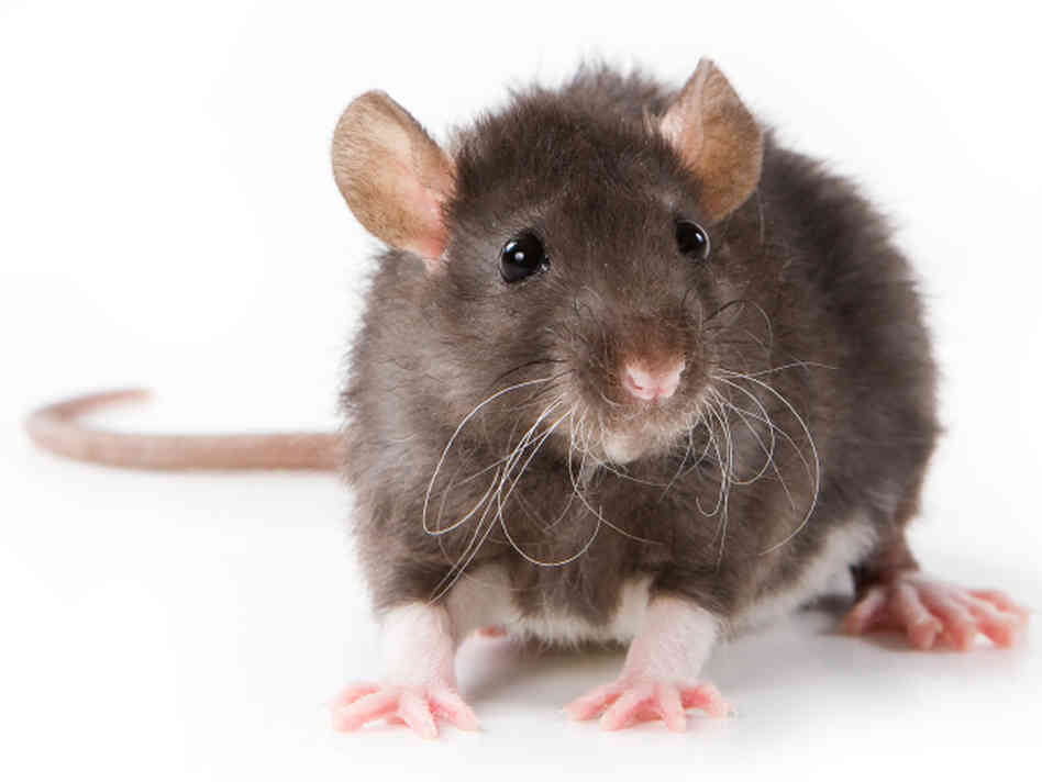 rats
