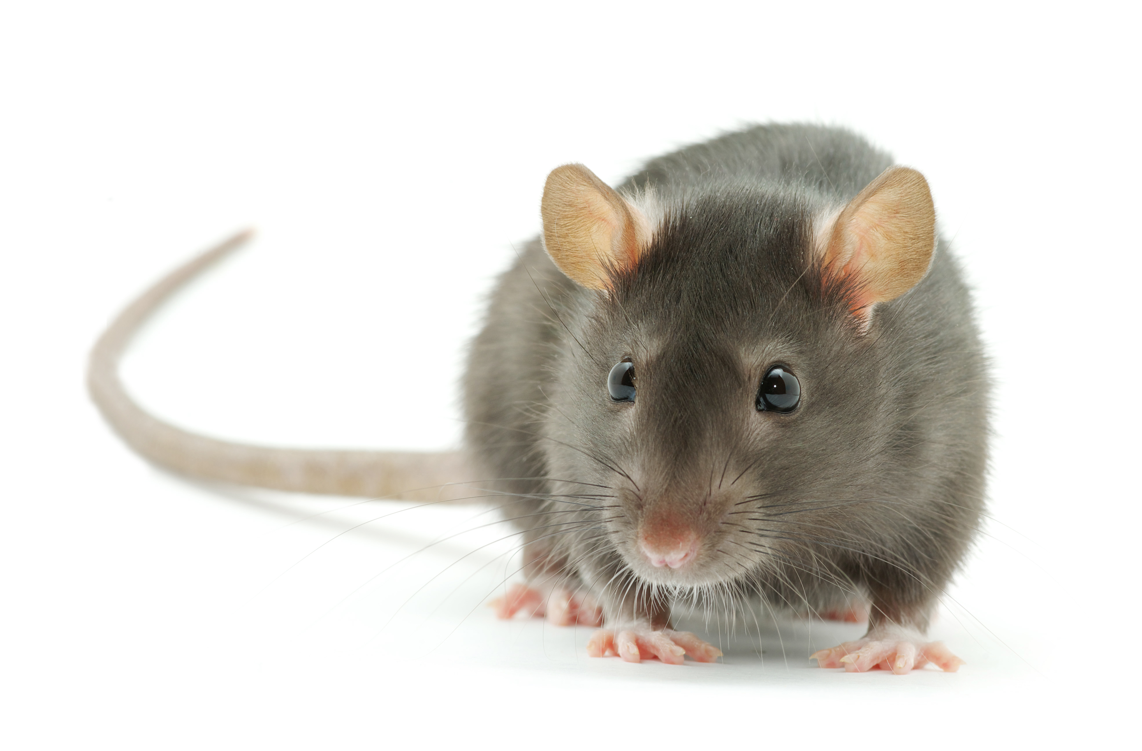 rats